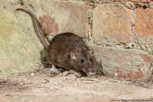 22704306 - brown rat, rattus norvegicus, captive, august 2009