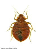20977855 - bedbug  cimex lectularius  isolated on white background